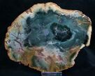 Emerald Green Zimbabwe Petrified Wood Slice #7804-1
